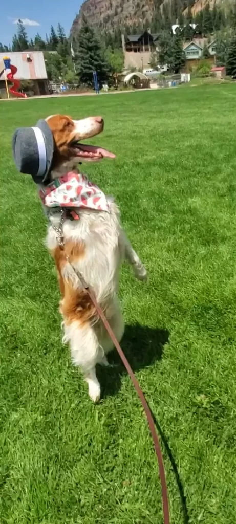 Photo of Dexter Dog Ouray upright with a hat on