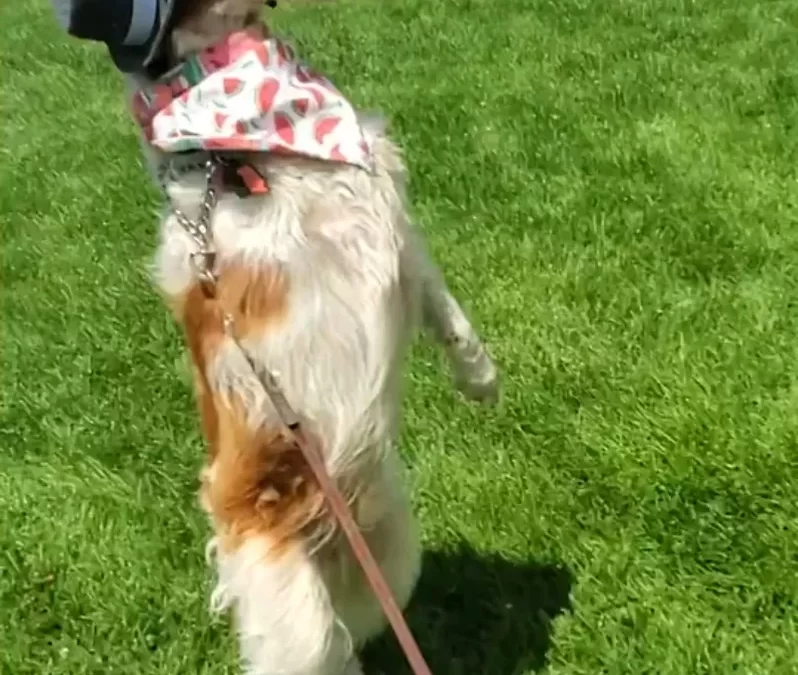 Photo of Dexter Dog Ouray upright with a hat on